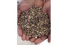Robusta Coffee Beans - Grade 3