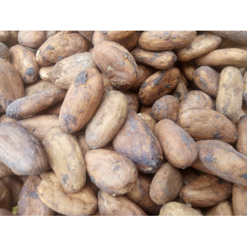 Forastero Cocoa Beans