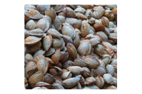 Industrial Grade Organic Almonds in Shells