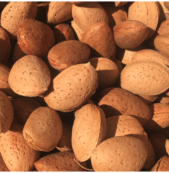 Non-Pareil In-shell Almonds