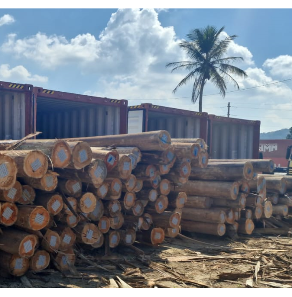 Eucalyptus (Grandis)